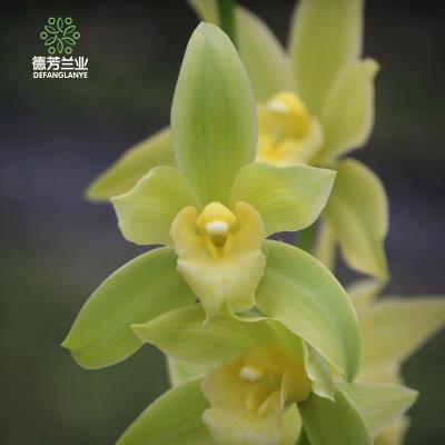 22馨德芳兰花苗带花苞大花惠兰玉凤素室内冬季花卉好m养植物盆栽