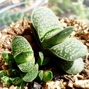 【招财进宝】元宝花多肉植物盆载小肉肉花室内桌面绿植防辐射花卉