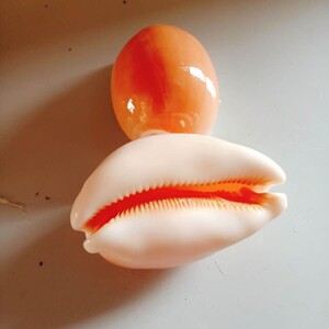 380人付款淘宝天然贝壳海螺壳黄金宝螺稀少珍贵的螺海