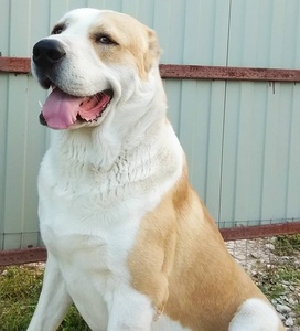 纯种中亚牧羊犬大型犬护卫犬巨型猛犬俄罗斯护卫猎狼犬活体中亚犬