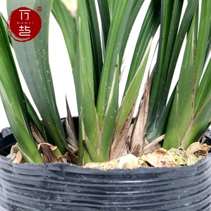 202u1墨兰太平洋名贵线艺铭品兰花苗冬春带花苞室内客厅大型绿植