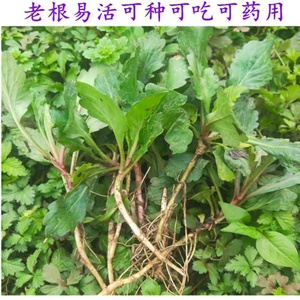 马兰头根种新鲜野生m种苗野菜b菜园阳台盆栽彩苗蔬菜种带跟四季耐