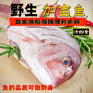 3斤装约2-4条加吉鱼海鲜新鲜刺身鲜活鲷鱼斑加吉加真鲷铜盆鱼
