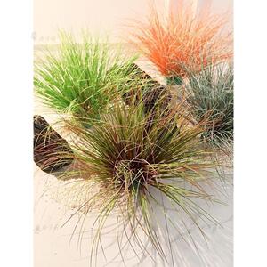 植物绿植装饰花假草仿真单丛芦苇草橱窗工程景观室内商场花艺套装