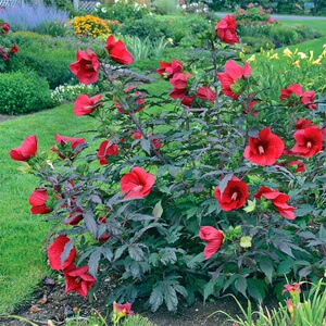 大花芙蓉葵虹越庭院花园地栽耐寒耐热多年生宿根花卉苗芙蓉葵盆栽