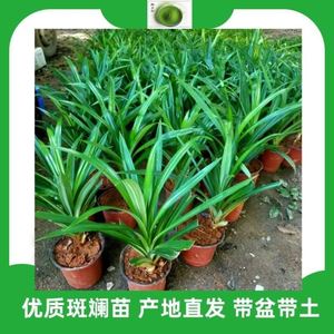 1株包邮海南食用斑斓叶苗盆栽斑斓盆景绿植香兰叶斑斓苗