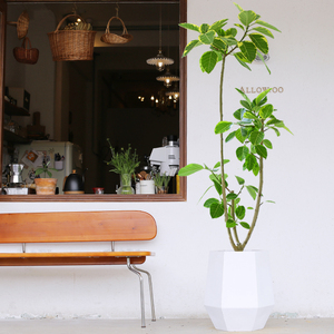 黄金榕橡皮树盆栽客厅办公室净化空气吸甲醛室内书房大植物