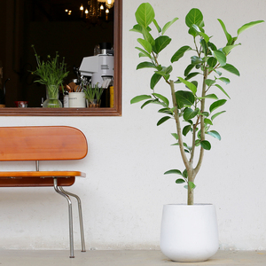 高山榕室内大盆栽客厅办公区除甲醛大型鲜活植物老桩易养北欧风