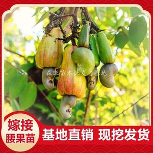 正宗南方嫁接腰果苗南北方种植当年结果包成活鸡腰果树苗果树盆栽