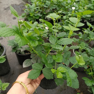 树莓苗盆栽阳台庭院爬藤山莓桑树苗多年生耐寒耐热可食用黑莓包邮