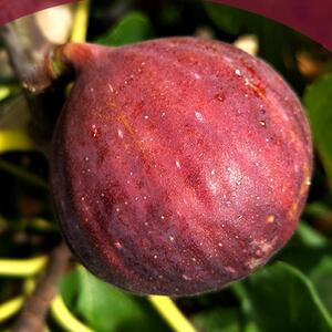 玛斯义无花果苗