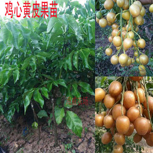 山黄皮果树