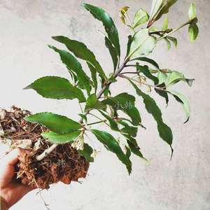 富贵籽大罗伞朱w砂根铁凉伞树苗花卉植物m盆栽r累累果实腰缠万