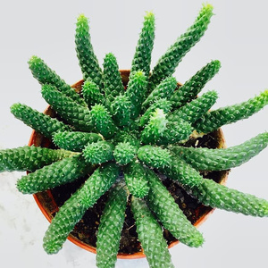 l22九头龙大戟科多肉植物稀有品种室内盆栽花客厅绿植块根花卉防