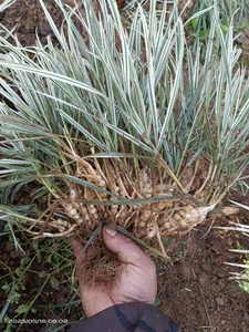 贵州野生九籽连环草鲜货咕噜子算盘子银边白边草珍珠三七500g包邮