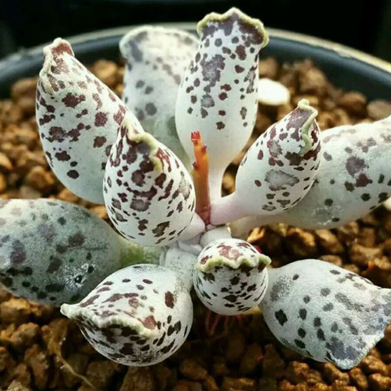 2022水泡系列海豹鼓槌梅花鹿紫库伯 多肉植物 迷你新手萌肉 新m