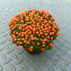 成品室内草珊瑚外珠珍珠果薄植物念珠带橙红草柱包邮可爱