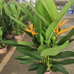 富贵鸟室内绿植盆栽客厅办公室耐阴四季常青天堂鸟开花吸甲醛