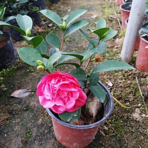 夏梦系列茶花
