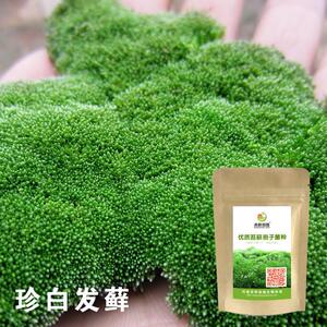 苔藓孢子粉子花粉耐晒苔吸水石假山上水植物附石草青45456盆铺种