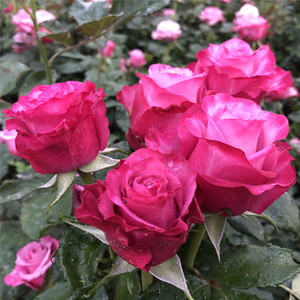 嫣然玫瑰花苗 多头丰花灌木大花浓香月季花苗 勤开切花玫瑰花期长
