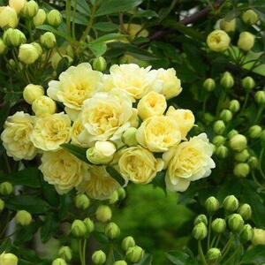 木香花小盆栽