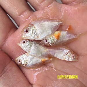 i红眼白子银板大白i鲳新手混养好养淡水宠物鱼热带鱼观赏鱼鱼2022