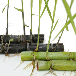 广西甘蔗苗子薄皮黑皮甘蔗种苗20只装甘蔗整根包活新鲜种子籽