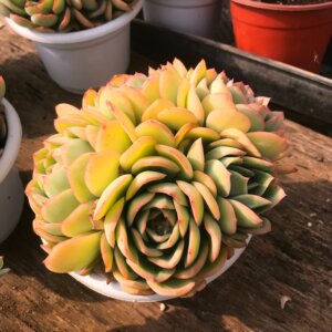 晨露多肉植物群生老桩肉肉红边明显大群新手一物一拍阳台好养包.