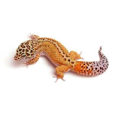 宠物蜥蜴小型可爱