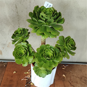 m君美丽物玫瑰老桩大院阳台新款超g大s多肉植绿庭棚直销一物一拍