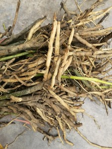 twl淘宝野生中药材枸骨叶功劳叶老鼠刺 鹅掌簕六角刺 猫儿刺八角刺