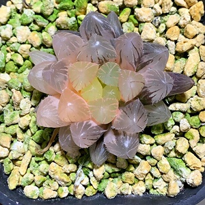 肉客多肉植物十二卷稀有玉露锦蓝镜玉露锦组培苗1-24号.