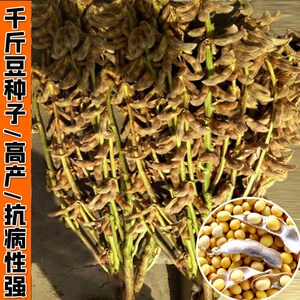 超高产千斤大豆种子 霸王鞭 农户大田种植高产高蛋白黄豆种子