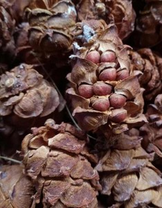 松子松树塔松鼠粮食东北松塔马尾松松塔2斤包邮 1000克包邮