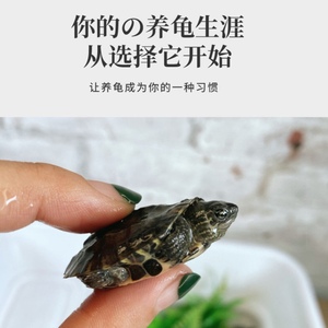 黑颈杂黑二v代一代黑杂交宠物龟活体乌龟观赏龟草龟水龟草龟变异