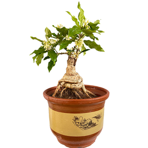 日香桂花嫁接盆景盆栽矮霸树苗老桩提根四季开花金.桂花卉阳台