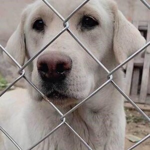 养殖牛羊狗镀锌铁丝网钢丝网 农场圈地围栏网 球场煤矿绿化勾花网