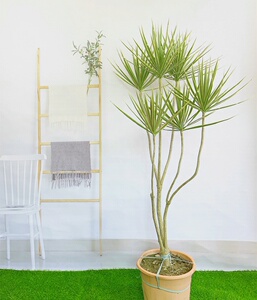 大型室内落地盆栽千年木绿植物北欧网红绿叶金边马尾铁造型龙血.