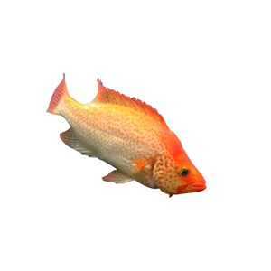 【红老虎鱼金玉满堂】红老虎鱼金玉满堂品牌,价格 - 阿里巴巴