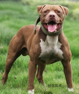 比特犬幼犬活体纯种斗狗巨型美国血统比特犬大头比特幼崽活体狩猎