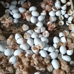 大体型正宗纯种摩登元宝圆环受精蛋白羽王孵化鸽子种蛋人工信鸽蛋