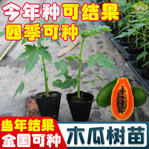 大青木瓜苗红肉木瓜苗水果木瓜苗四季矮化木瓜苗南方种植当年结果