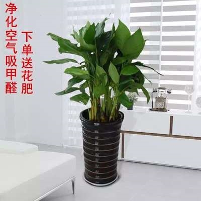 不喜欢阳光的绿植喜阴植物盆栽室内易活花卉耐寒客厅四季大型懒人