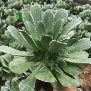 加州香炉盘锦法师多肉植物盆栽i老桩特大型多肉巨大老桩品种