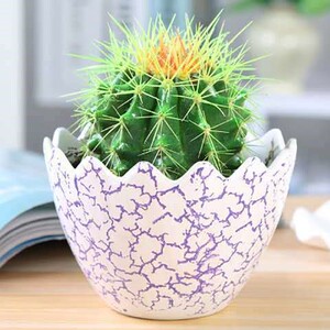 笑脸花盆 仙人球陶瓷花盆组合套装室内净化空气防甲醛可爱迷你小