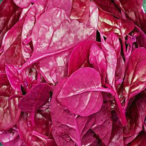 紫红色大叶木耳菜种子阳台盆栽菜种蔬菜种籽四季种植秧孑夏季蔬菜