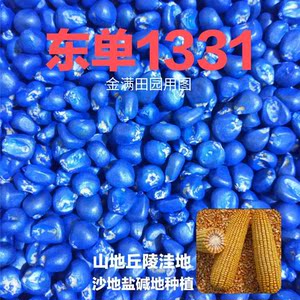 东单1331玉米种子高产抗旱矮杆抗倒适应任何土壤种植3.7斤大粒