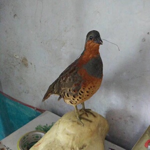 仿真竹鸡媒曝光模型教学演示道具摆件影视拍摄羽毛模型山鸡假鸟