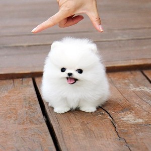 纯种白博美幼犬茶杯犬小型可爱迷你长不大活体俊介犬宠物真小狗狗
